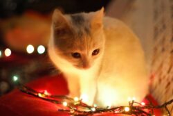 Kitty with lights