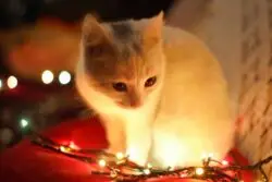 Kitty with lights